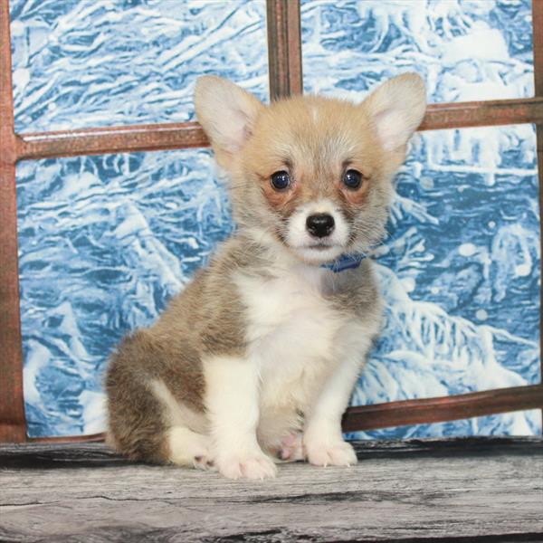 Pembroke Welsh Corgi-DOG-Female-Red Sable-7105-Petland Fort Walton Beach, FL