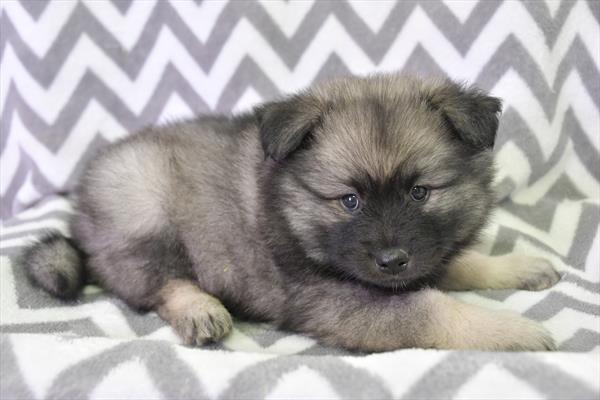 Keeshond-DOG-Female-Black / Silver-7132-Petland Fort Walton Beach, FL