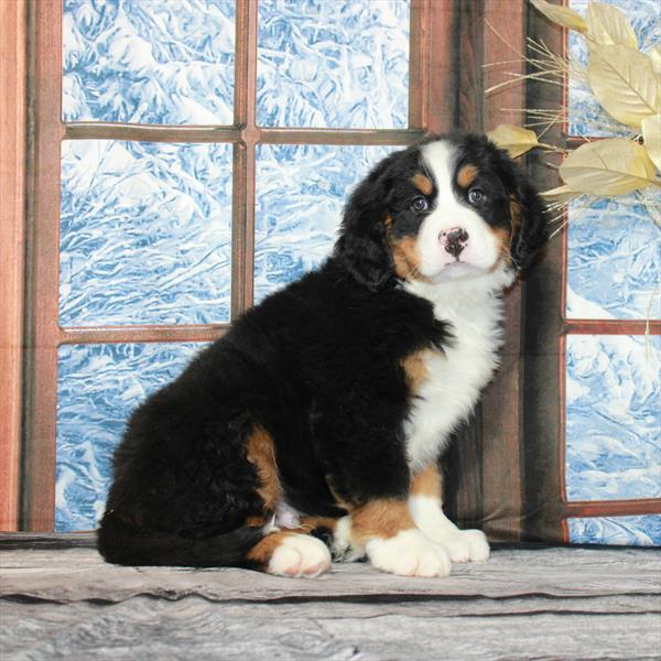 Bernese Mountain Dog-DOG-Male-Black White / Tan-7146-Petland Fort Walton Beach, FL