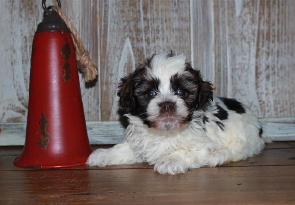 Havanese-DOG-Male-Gold / White-7163-Petland Fort Walton Beach, FL