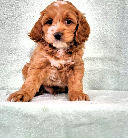 Cockapoo-DOG-Male-Red-7164-Petland Fort Walton Beach, FL