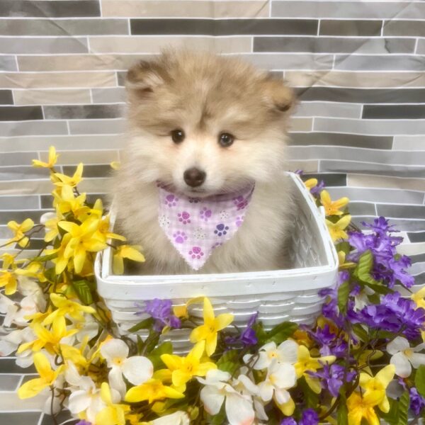 Pomsky-DOG-Female-Sable / White-7165-Petland Fort Walton Beach, FL