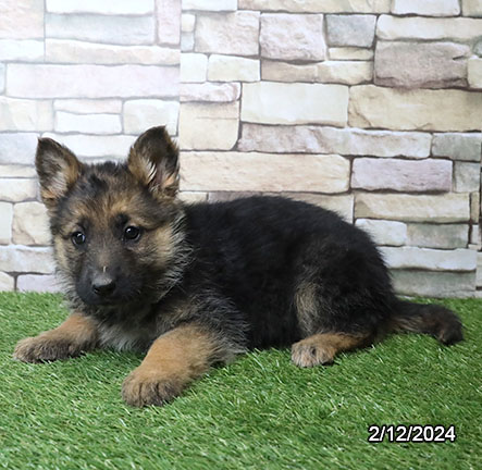 German Shepherd-DOG-Female-Black / Tan-7182-Petland Fort Walton Beach, FL