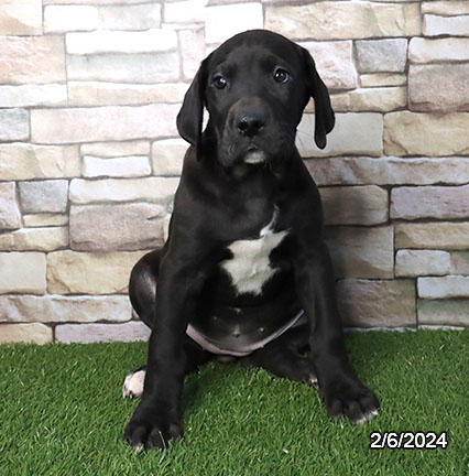 Great Dane-DOG-Female-Black-7183-Petland Fort Walton Beach, FL