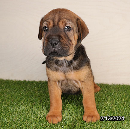 Mini Hippo-DOG-Female-Sable-7184-Petland Fort Walton Beach, FL