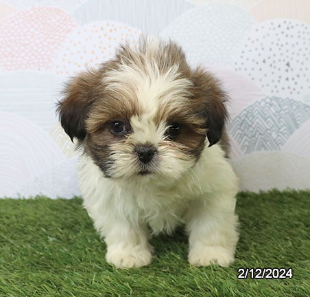 Lhasa Apso DOG Female Red / White 7186 Petland Fort Walton Beach, FL