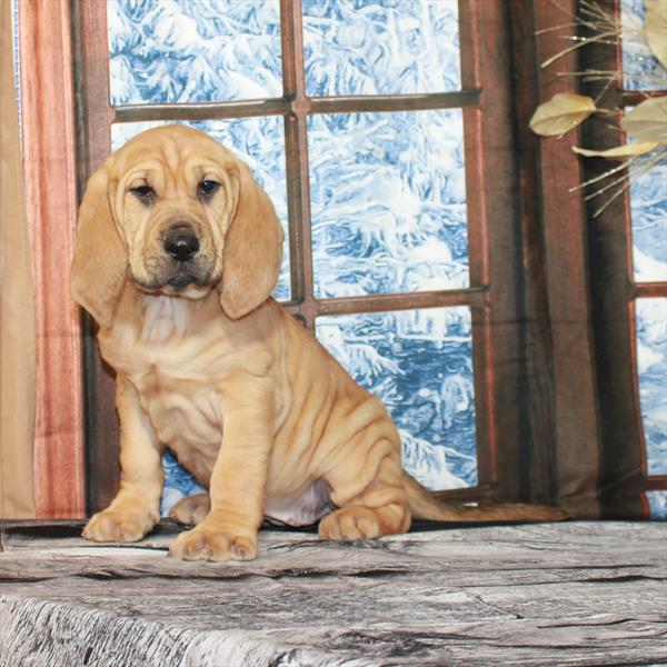 Bloodhound-DOG-Female-Red-7187-Petland Fort Walton Beach, FL