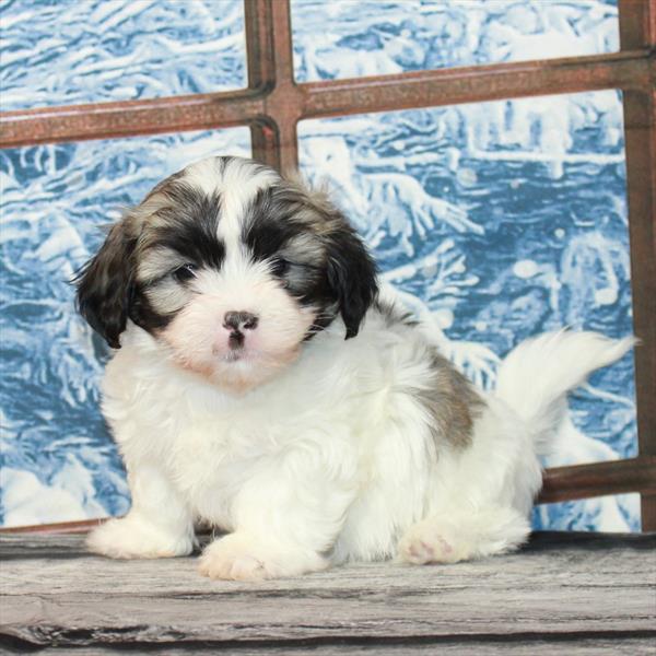 Teddy Bear-DOG-Male-White / Gold-7188-Petland Fort Walton Beach, FL