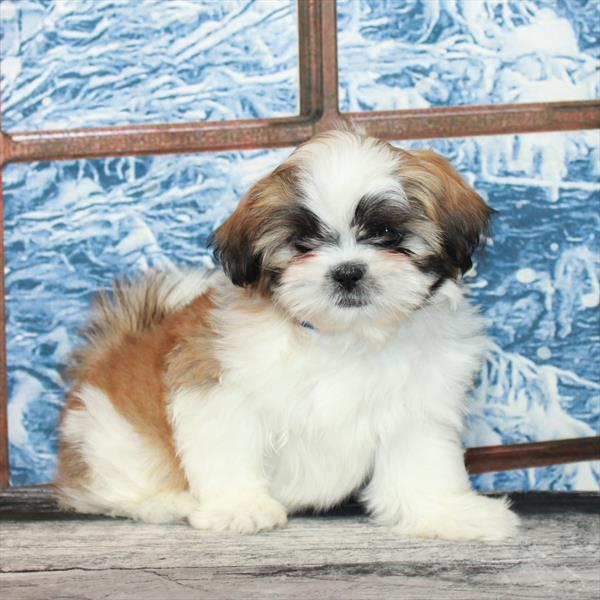 Shih Tzu-DOG-Female-White / Red Fawn-7189-Petland Fort Walton Beach, FL