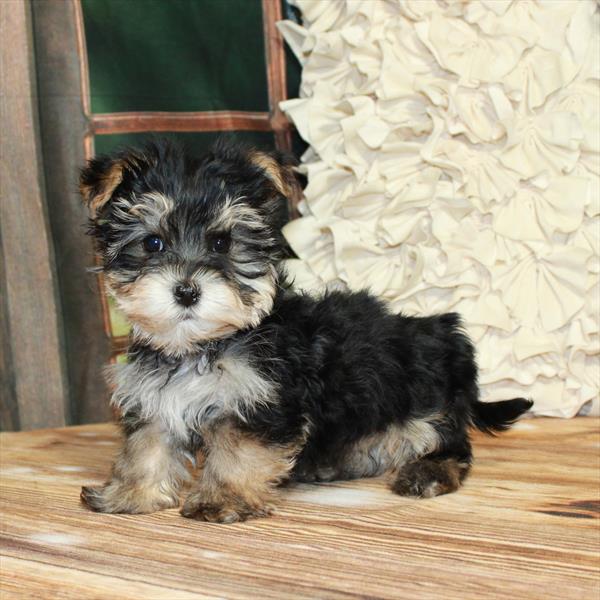 Morkie-DOG-Male-Black / Tan-7190-Petland Fort Walton Beach, FL