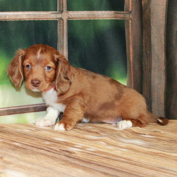 Dachshund-DOG-Female-Chocolate / Tan Dapple-7191-Petland Fort Walton Beach, FL