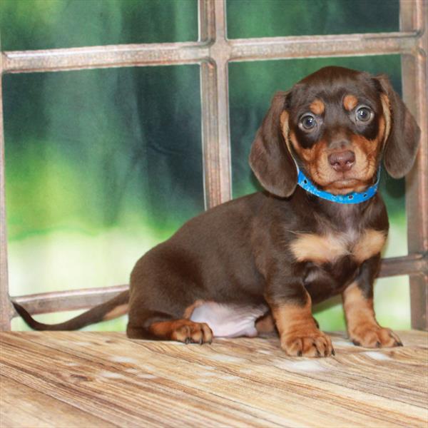 Dachshund-DOG-Male-Chocolate / Tan-7192-Petland Fort Walton Beach, FL