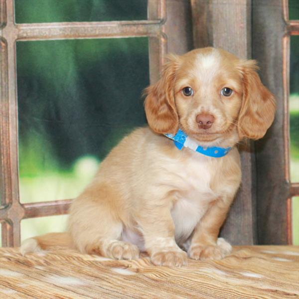 Dachshund DOG Male Isabella 7193 Petland Fort Walton Beach, FL