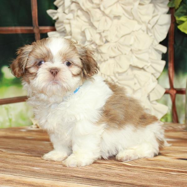 Shih Tzu-DOG-Male-White Chocolate Gold-7194-Petland Fort Walton Beach, FL