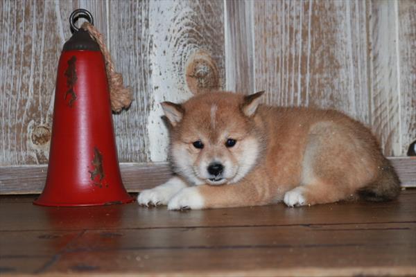 Shiba Inu-DOG-Female-Red-7218-Petland Fort Walton Beach, FL