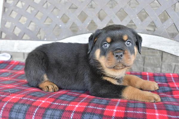 Rottweiler-DOG-Male-Black / Tan-7223-Petland Fort Walton Beach, FL