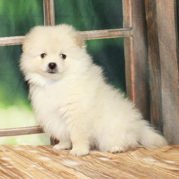 Pomeranian-DOG-Male-Cream-7228-Petland Fort Walton Beach, FL