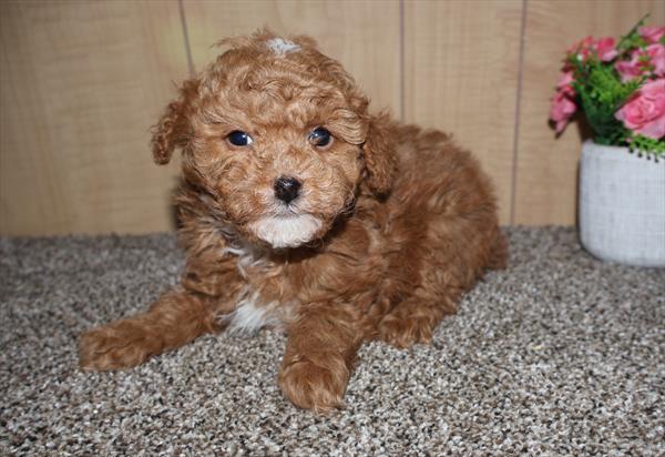 Poodle-DOG-Female-Red-7246-Petland Fort Walton Beach, FL