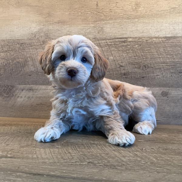 Schnoodle-DOG-Female-Apricot-7252-Petland Fort Walton Beach, FL