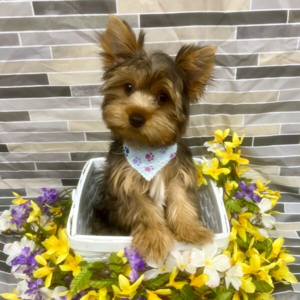 Yorkshire Terrier-DOG-Male-Blue Merle-7227-Petland Fort Walton Beach, FL