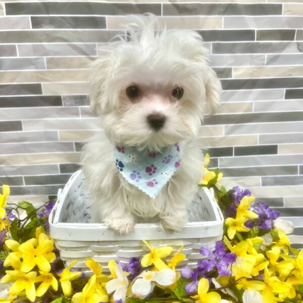 Maltese-DOG-Male-White-7245-Petland Fort Walton Beach, FL