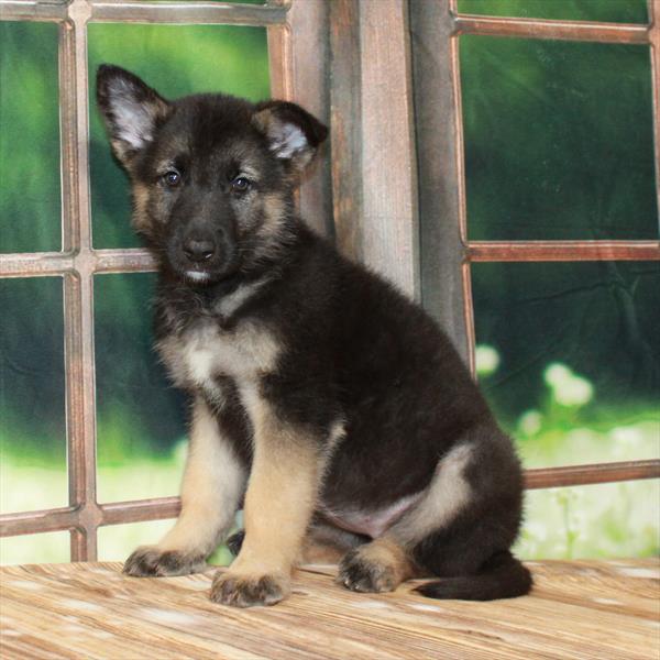 German Shepherd-DOG-Female-Black / Tan-7253-Petland Fort Walton Beach, FL