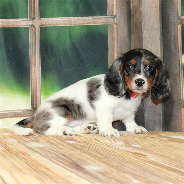 Dachshund DOG Male Black / Tan 7255 Petland Fort Walton Beach, FL