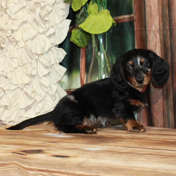 Dachshund DOG Female Black / Tan 7256 Petland Fort Walton Beach, FL