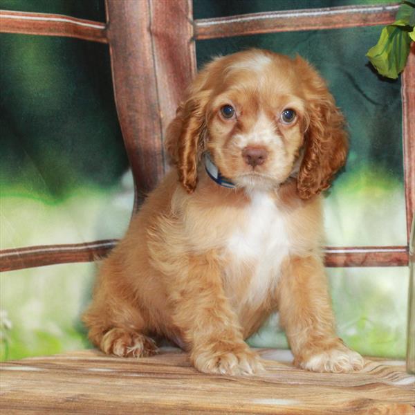 Cocker Spaniel DOG Male Red 7259 Petland Fort Walton Beach, FL