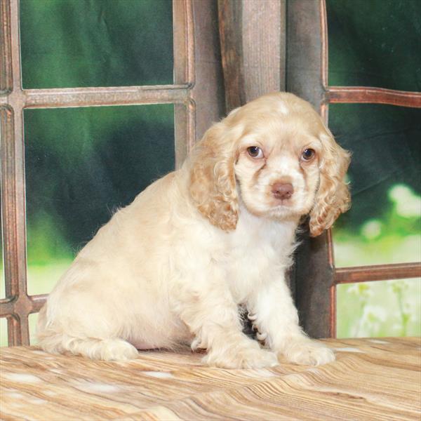 Cocker Spaniel DOG Female Buff 7260 Petland Fort Walton Beach, FL