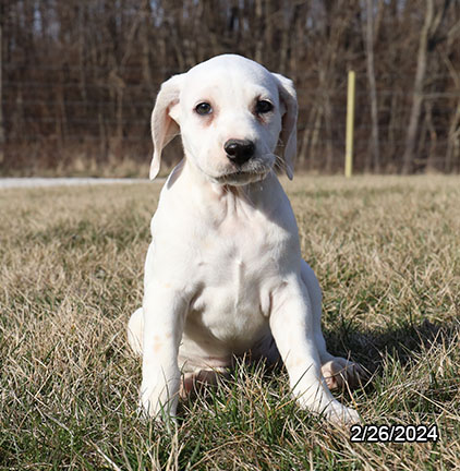 Dalmatian-DOG-Female-White / Liver-7262-Petland Fort Walton Beach, FL