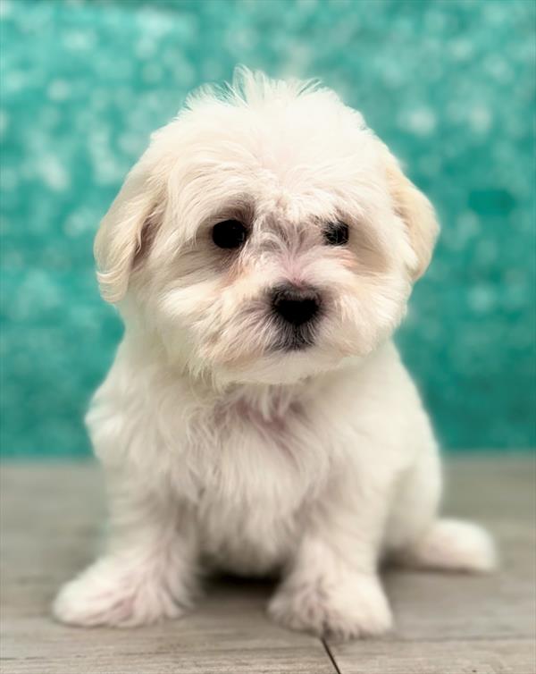 Maltese DOG Female White 7275 Petland Fort Walton Beach, FL