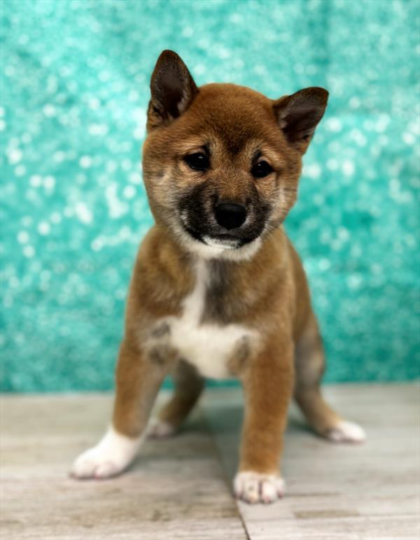 Shiba Inu-DOG-Female-Red-7276-Petland Fort Walton Beach, FL