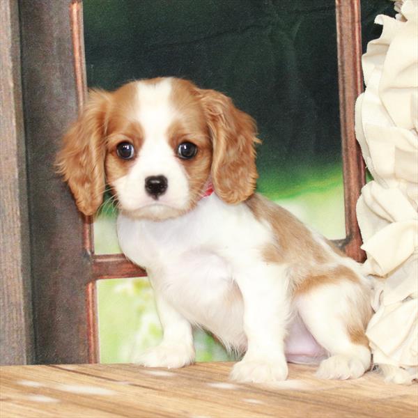 Cavalier King Charles Spaniel-DOG-Female-Blenheim / White-7329-Petland Fort Walton Beach, FL