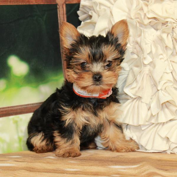 Yorkshire Terrier-DOG-Female-Black / Tan-7333-Petland Fort Walton Beach, FL