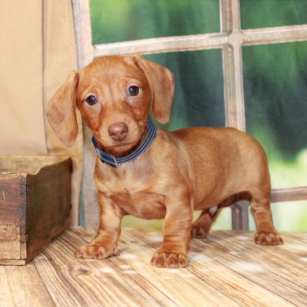 Dachshund-DOG-Male-Red Chocolate-7335-Petland Fort Walton Beach, FL