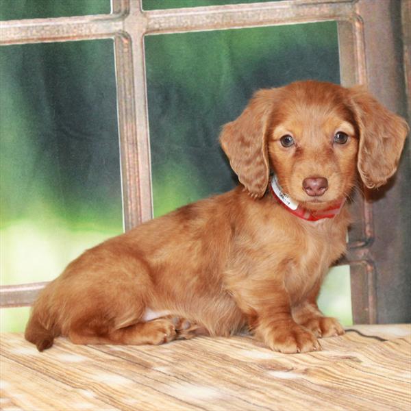 Dachshund-DOG-Female-Chocolate-7336-Petland Fort Walton Beach, FL