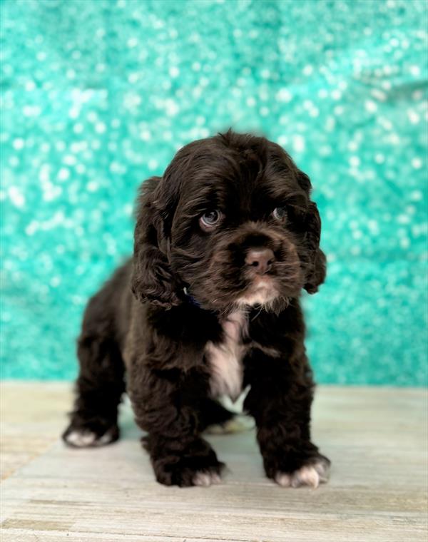 Cocker Spaniel-DOG-Male-Chocolate-7354-Petland Fort Walton Beach, FL