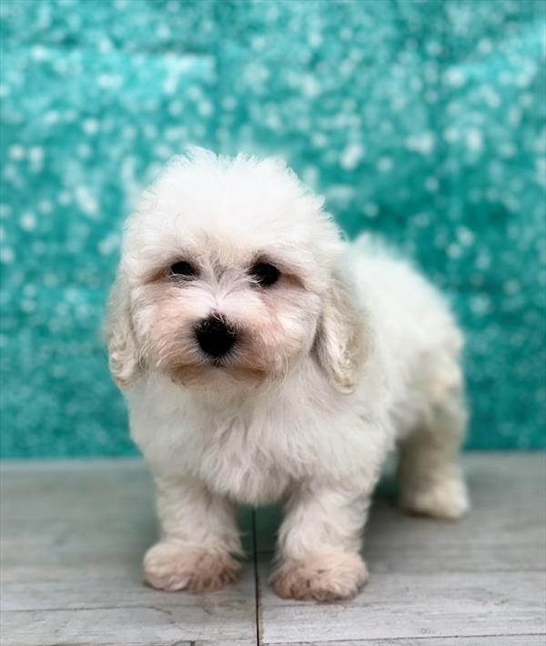 Bichon Frise-DOG-Female-White-7355-Petland Fort Walton Beach, FL