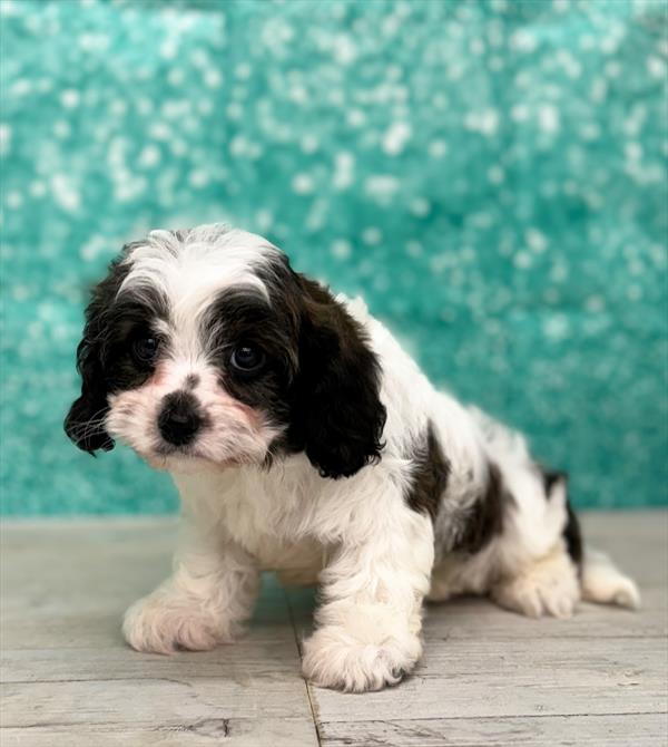 Cavapoo-DOG-Female-Brindle / White-7357-Petland Fort Walton Beach, FL