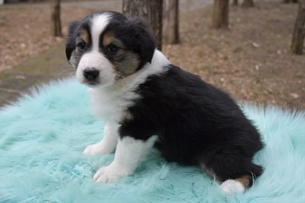 Australian Shepherd-DOG-Female-Black-7363-Petland Fort Walton Beach, FL