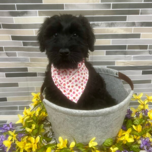 Giant Schnauzer-DOG-Female-Black-7103-Petland Fort Walton Beach, FL