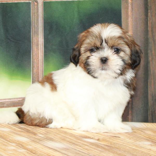 Shih Tzu-DOG-Female-White / Gold-7328-Petland Fort Walton Beach, FL