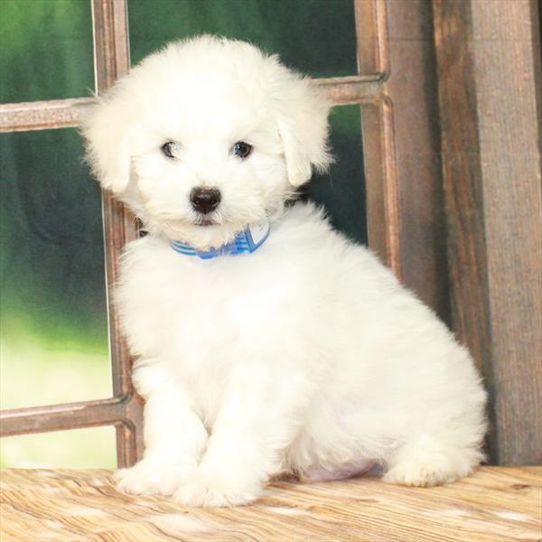 Bichon Frise-DOG-Male-White-7330-Petland Fort Walton Beach, FL