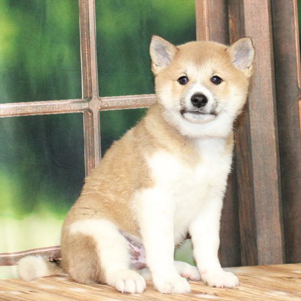 Shiba Inu-DOG-Male-Red Sesame-7332-Petland Fort Walton Beach, FL