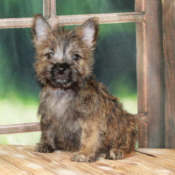 Cairn Terrier-DOG-Male-Wheaten-7334-Petland Fort Walton Beach, FL