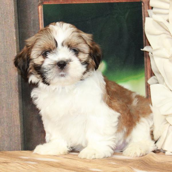 Shih Tzu-DOG-Male-White / Gold-7338-Petland Fort Walton Beach, FL