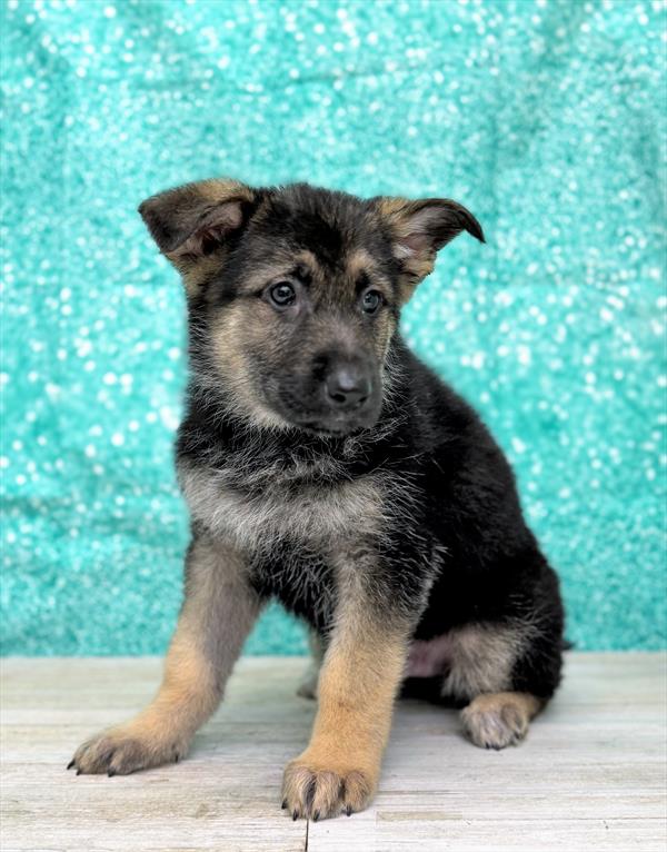 German Shepherd-DOG-Male-Black / Tan-7352-Petland Fort Walton Beach, FL