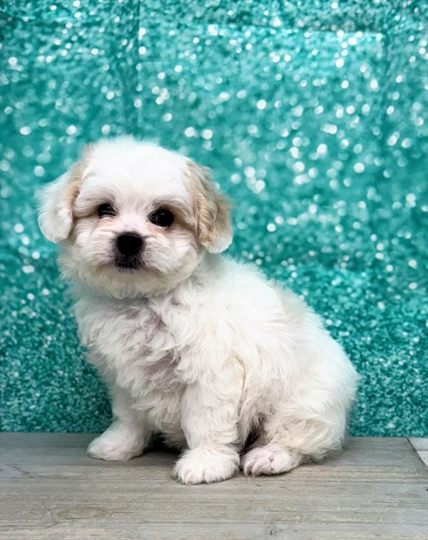 Peke-a-poo-DOG-Male-White / Cream-7356-Petland Fort Walton Beach, FL