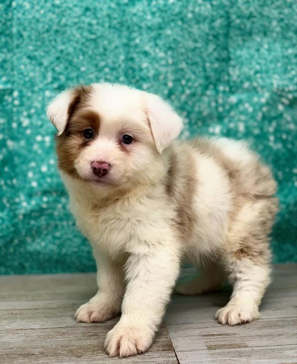 Australian Shepherd-DOG-Female-Red Merle-7358-Petland Fort Walton Beach, FL